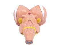 Modèle anatomique de tige agrandi 3x, modèle d ' enseignement médical de construction en PVC pour l ' éducation médicale, la formation du cerveau humain Tige anatomique