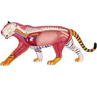 Modèle anatomique de tigre, puzzle anatomique de tigre avec 28 organes et parties du corps entièrement détachables