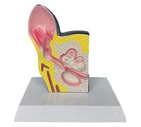 Modèle anatomique de torse et de squelette pour oreille de chien canin - Biologie Anatomie Médicale Education Aide à l'Enseignement