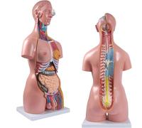 Modèle anatomique de torse médical 85 cm, modèle unisexe grandeur nature, 23 pièces amovibles, organe éducatif adapté aux études des étudiants