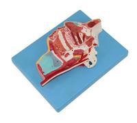 Modèle Anatomique de vaisseaux sanguins et de nerfs oraux nasaux | Anatomie des organes humains et matériau PVC for l'enseignement et la recherche