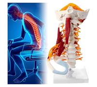 Modèle Anatomique De Vertèbre Cervicale Humaine Avec Muscles Et Tronc Cérébral,Vertèbres Cervicales Réalistes,Pour Enseignement Et Présentation Professionnelle