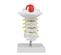 Modèle Anatomique de vertébre cervicale Idéal pour enseigner Les chiropraticiens et Les étudiants avec du matériel de Base, PVC