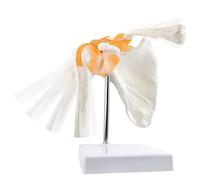 Modèle anatomique d'épaule anatomique - Squelette anatomique médicale - Modèle d'épaule du corps humain - Réplique de l'articulation d'épaule norma - outil éducatif pour enseigner la médecine