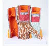 Modèle anatomique des artères et veines humaines, grossissement x14, avec base détachable modèle anatomique de l’artériosclérose et des vaisseaux sanguins modèle anatomique du corps humain