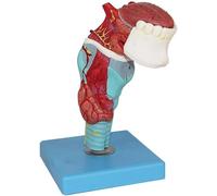 Modèle anatomique des dents linguales du larynx pharyngé et trachéale pour l'enseignement médical et la recherche Modèle de dents linguales pharyngées