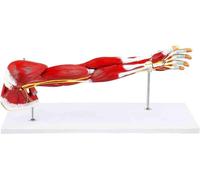 Modèle anatomique des muscles du bras - Anatomie | Modèle musculaire du membre supérieur, modèle anatomique de l'épaule, modèle musculaire de la main - 7 pièces, grandeur natur