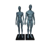 Modèle anatomique des muscles et du squelette du corps humain 11 pouces 2 pièces
