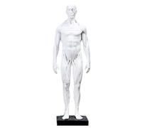 Modèle Anatomique des Muscles Humains - Tête de Mort en résine de 11,8 Pouces - Muscles superficiels et Structure corporelle Visibles, Rouge A, 30 cm,White a-30cm