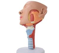 Modèle Anatomique Des Muscles Nasopharyngés, Trachéaux Et Pharyngés Modèle De Démonstration Pédagogique De Rééducation Des Troubles De La Déglutition Du Muscle Pharyngé En Anneau
