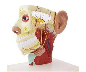 Modèle Anatomique Des Nerfs De La Tête Et Du Cou Humains Avec Base Du Crâne Et Les 12 Paires De Nerfs Crâniens, Destiné À L'étude Et À L'enseignement Médical