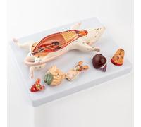 Modèle anatomique des organes de la souris, modèle anatomique de la structure des organes internes du rat de la souris, 6 organes mâles et femelles détachables sont interchangeables,