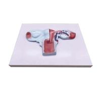 Modèle anatomique des organes génitaux internes féminins avec base, utérus et ovaire humains for la communication médecin-patient Modèle d'organe