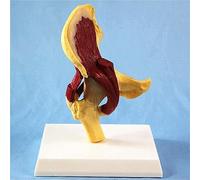 Modèle Anatomique des Organes Humains, incluant Un modèle de l'articulation de la Hanche, illustrant Les Relations Entre Le fémur, Le Bassin et Les Muscles Humains.