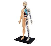 Modèle anatomique des organes musculaires humains, modèle de torse musculosquelettique en 46 pièces avec kit pédagogique d'assemblage amovibles(A)