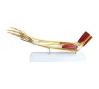 Modèle anatomique des os des membres supérieurs, modèle musculaire, nerf, ligament, insertion musculaire et points d'origine for l'étude de l'anatomie humaine