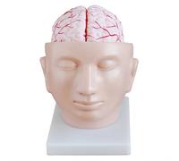Modèle anatomique des structures intracrâniennes humaines avec pièces | Modèle d'anatomie humaine avec pièces amovibles pour une utilisation éducative - Parfait pour les étudiants en médecine et