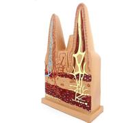 Modèle anatomique des villosités de l'intestin grêle humain, grossissement 400x, organe microscopique for l'enseignement médical et la biologie