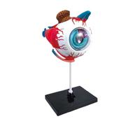 Modèle anatomique des yeux - Modèle d'enseignement du corps humain - Anatomie amovible - Aide à l'éducation - Accessoires d'étude de bureau pour les bureaux de doctorat, les élèves de la santé