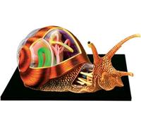 Modèle anatomique d'escargot en 4D, anatomie animale, 32 organes et parties détachables, for l'enseignement de la biologie à l'école