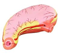 Modèle Anatomique d'estomac Anatomie d'organe Humain Modèle PVC MATÉRIAUX Anatomie Humaine Science pour L'ÉTUDE Affichage (Taille: 31x20cm) (Taille: 31 x 20 cm) (31 x 20 cm)