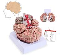 modèle anatomique， Detachable Adult Size Brain Artery Anatomy Model, Hand-Paint Location Number Human Anatomical