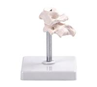 Modèle anatomique détaillé de l'os occipital humain pour l'éducation médicale et la formation professionnelle avec design rotatif Modèle d'anatomie osseuse occipitale