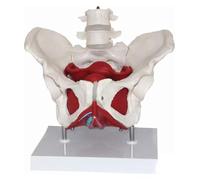 Modèle anatomique, Deux vertèbres lombaires et organes amovibles, modèle anatomique des muscles du plancher pelvien féminin for l'enseignement l'apprentissage