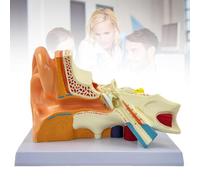 Modèle Anatomique D'oreille à Grossissement 3X/4X/5X, Modèle D'oreille Interne Moyenne Externe pour étude D'anatomie Médicale et de Physiologie, Affichage D'enseignement de Recherche avec,3X