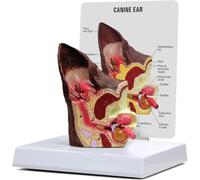 Modèle anatomique d'oreille canine, lésion anatomique de l'oreille du chien | Modèle de comparaison d'oreille canine à deux faces normale et infectée, Modèle d'affichage d'enseignement vétérinaire