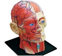 Modèle Anatomique D'organe du Corps Humain en 4D, Modèle D'enseignement Médical, Crâne avec Muscles, Nerfs Et Vaisseaux Sanguins, pour Les Étudiants en Médecine
