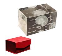 Modèle anatomique d'organe humain en cristal, dent de squelette de poumon de cerveau de coeur dans un Cube de verre(Brain)