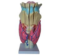 Modèle Anatomique d'organe Humain - Modèle de Simulation d'articulation du Larynx Humain agrandi Professionnel Modèle d'enseignement d'anatomie médicale en PVC - pour la Formation