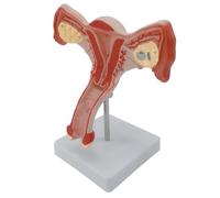 Modèle anatomique d'organe reproducteur interne féminin - Modèle réaliste d'anatomie d'organe reproducteur féminin pour l'enseignement et l'éducation