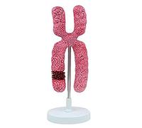 Modèle anatomique d'organelles de méiose - Expérience pédagogique Aide Organite médicale Structure sous-microscopique for l'enseignement médical