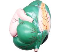 Modèle Anatomique D'organes D'estomac De Bovin G Modèle D'estomac De Bovin Grandeur Nature G Modèle Anatomique Médical D'organes d'animaux G Modèle D'estomac De Bovin G pour Apprendre À Enseigner