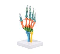 Modèle anatomique d'os de la main pour la démonstration d'enseignement | Modèle de squelette en PVC grandeur nature pour les cours de vec articulations mobiles, code couleur