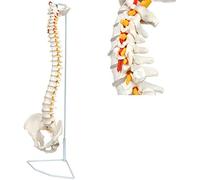 Modèle Anatomique Dos, La Colonne Vertébrale avec Piscine, Adapté comme Un Modèle d'apprentissage pour Les Écoles Et Les Universités, Les Aides À l'enseignement pour Les Médecins Et Les P...