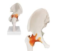 Modèle anatomique du bassin de la hanche, grandeur nature, avec ligaments flexibles et repères osseux - Conçu de manière réaliste pour être utilisé comme outil éducatif dans le cabinet du médecin