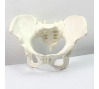 Modèle anatomique du bassin féminin adulte médical Modèle squelettique humain Modèle pelvien féminin Modèle anatomique du bassin humain en PVC Aides à la formation en éducation médicale Gynécologie