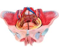 Modèle anatomique du bassin féminin avec organes amovibles, modèle anatomique, modèle squelette du bassin féminin, 4 parties, modèle anatomique grandeur nature