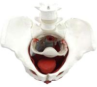 Modèle anatomique du bassin féminin - Gynécologie - Formation aux médecins - Cadeaux et organes amovibles - Modèle d'anatomie du plancher pelvien - Modèle d'anatomie musculaire