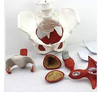 Modèle Anatomique du Bassin Féminin, Gynécologie Formation Médecin Cadeau Pubis Et Organes Amovibles Muscles du Plancher