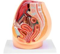 Modèle Anatomique du Bassin Féminin, Section Sagittale Médiane, Prostatite Gynécologique avec Ligaments, Vaisseaux, Nerfs, Plancher Pelvien Et Organes, pour La Formation Médicale