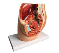 Modèle Anatomique du Bassin féminin, Section sagittale médiane Prostatite gynécologique - PVC Modèle Humain Anatomique Scientifique pour l'aide à la Formation en éducation