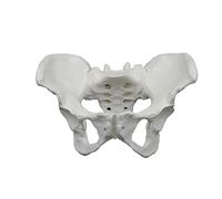 Modèle anatomique du bassin féminin - Taille réelle - Os pour études obstétriques et gynécologiques cliniques - Flexible et flexible - Avec bébé