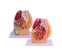 Modèle anatomique du bassin humain masculin et féminin - Section sagittale - Anatomie pelvienne humaine pour l'école - Fournitures d'enseignement des sciences médicales