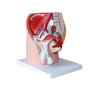 Modèle anatomique du bassin masculin grandeur nature, système urinaire reproducteur détachable en 4 parties avec marqueurs numériques