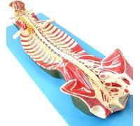 Modèle anatomique du canal vertébral de la colonne vertébrale humaine, modèle du nerf crânien du canal rachidien, montrant les structures du squelette de la colonne vertébrale, les nerfs