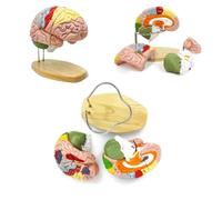Modèle anatomique du cerveau à l'échelle 2X, modèle de cerveau humain pour les neurosciences, modèle de cerveau 3D détachable en 4 parties avec support et étiquettes gravées au laser pour l'apprentiss